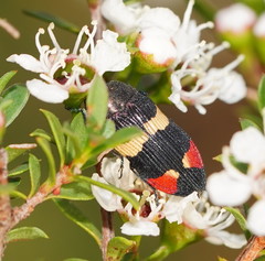 Castiarina bella