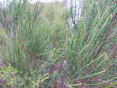 Allocasuarina rigida