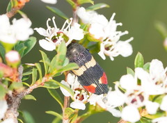 Castiarina bella