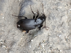 Pterostichus melas