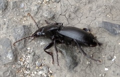 Pterostichus melas
