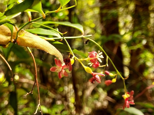 Petermanniaceae