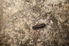 Lemyra