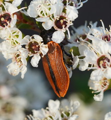 Castiarina rufipennis