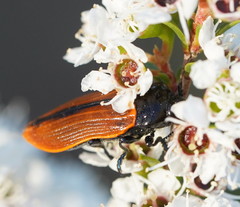 Castiarina rufipennis