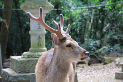 Cervus nippon