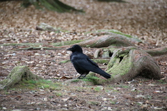 Corvus corone