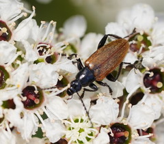 Lepturidea deplanchei