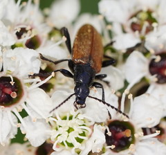 Lepturidea deplanchei