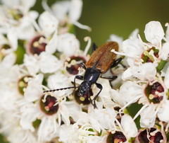 Lepturidea deplanchei