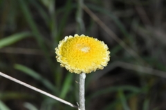 Coronidium gunnianum