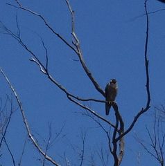 Falco peregrinus macropus