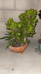 Crassula ovata
