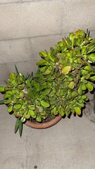 Crassula ovata