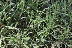 Calocephalus lacteus