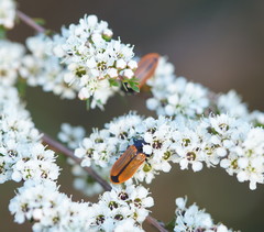 Castiarina rufipennis