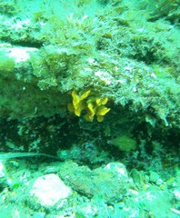 Steginoporella chartacea