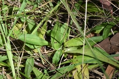 Solenogyne dominii