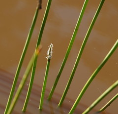 Eleocharis sphacelata