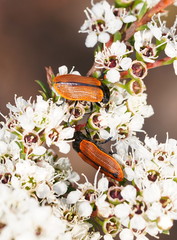 Castiarina rufipennis