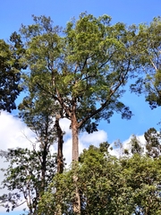Palaquium ellipticum