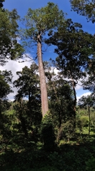Palaquium ellipticum