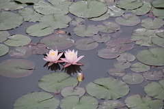 Nymphaea candida