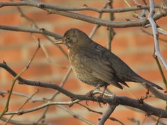 Turdus merula