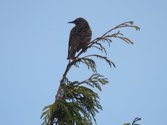 Sturnus vulgaris