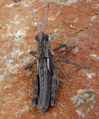 Eumigus cucullatus cucullatus