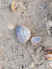 Liocarcinus holsatus