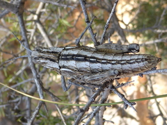 Eumigus cucullatus cucullatus