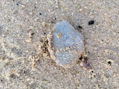 Liocarcinus holsatus