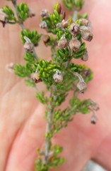 Erica chamissonis