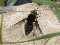 Neobombylodes multisetosus