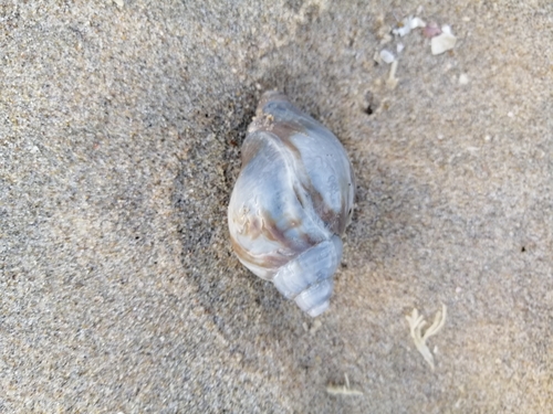 Common Whelk, Netherlands, photo 10 of 10