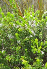 Agathosma venusta