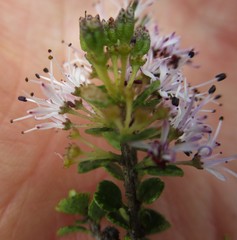 Agathosma venusta
