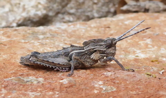 Eumigus cucullatus cucullatus