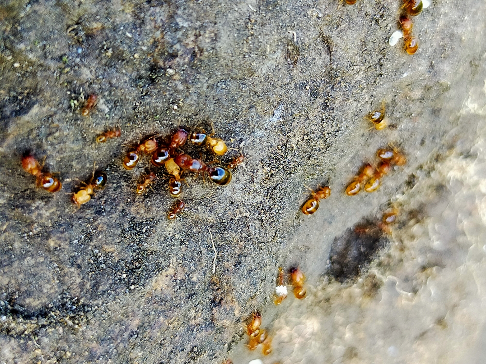 Pheidole proxima