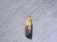 Ponometia clausula