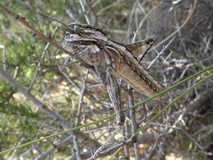 Eumigus cucullatus cucullatus