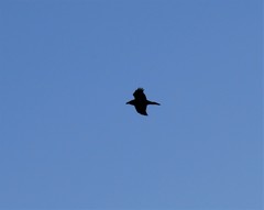 Corvus corax kamtschaticus