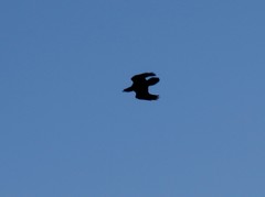Corvus corax kamtschaticus
