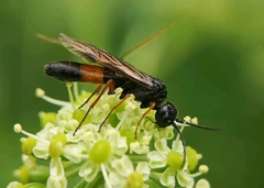 Allantus calceatus