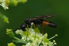 Allantus calceatus