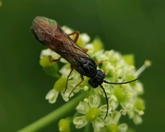 Allantus calceatus