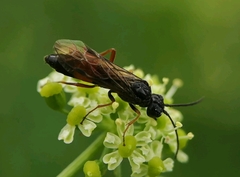 Allantus calceatus
