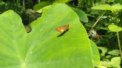 Oriens paragola