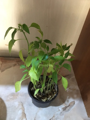 Capsicum annuum